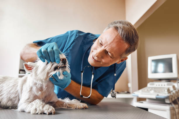 Best Walk-In Emergency Dentist in Bayou Lourse, LA